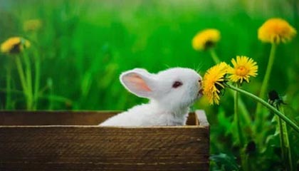 爱游戏体育-勇士连胜不止库里火力全开，nba勇士连胜纪录是多少