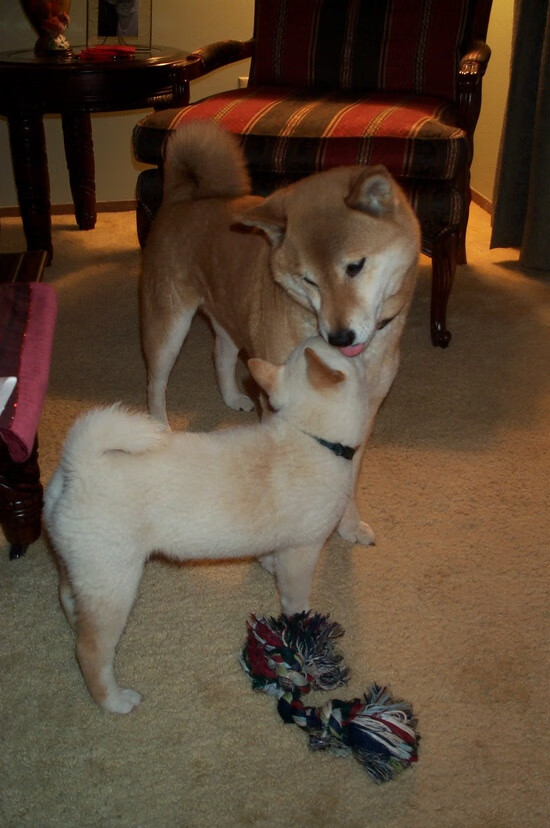 篮球青少年比赛积分规则优化调整完善,篮球青少年锦标赛