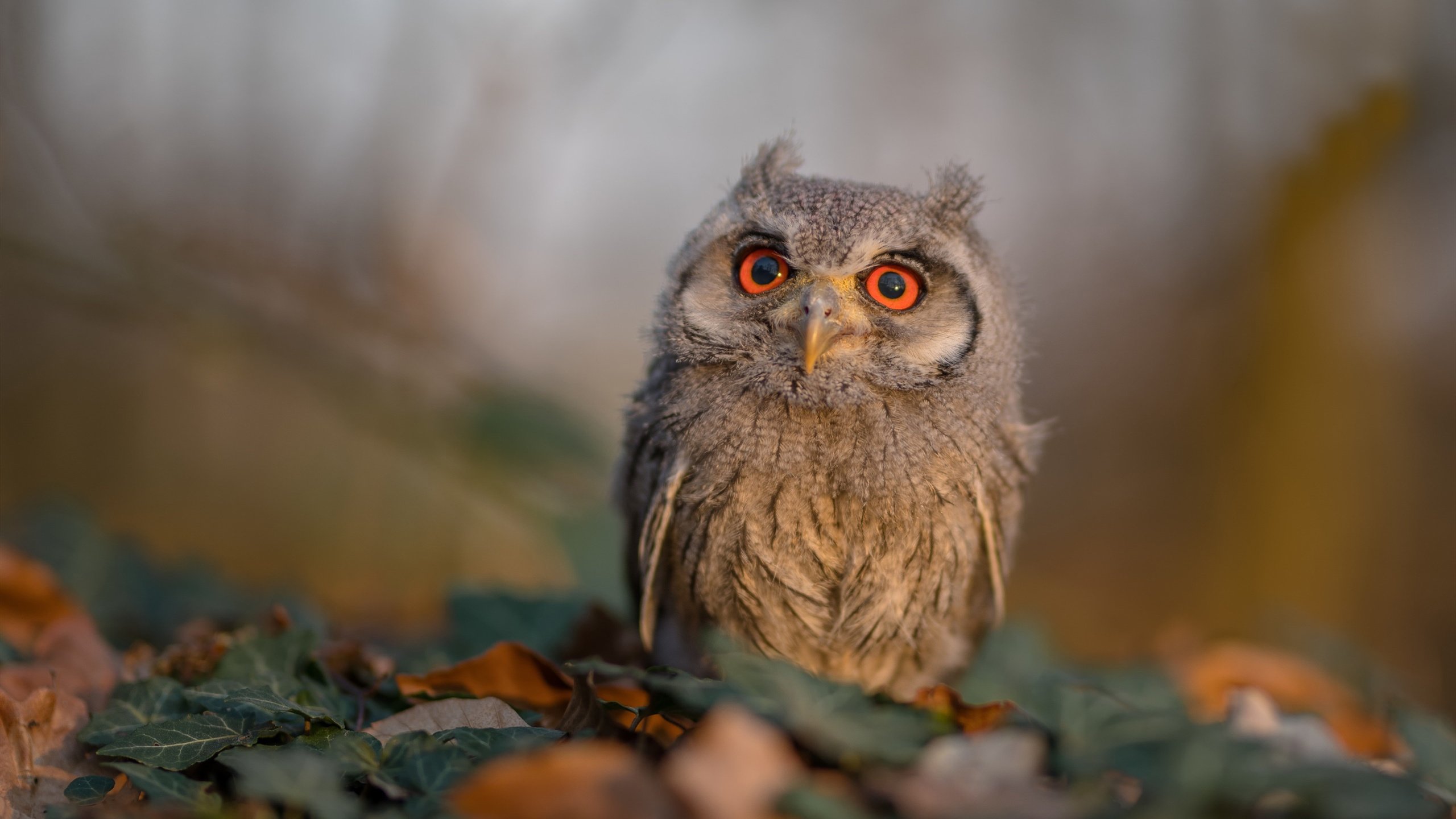 伊朗队战术曝光：在冰地用地毯拖球，伊朗摔跤