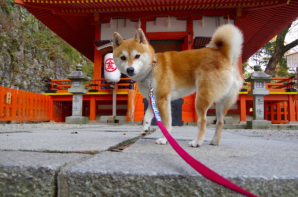 利物浦主场迎战巴黎圣日耳曼，谁将夺得胜利？，利物浦3_2巴黎圣日耳曼