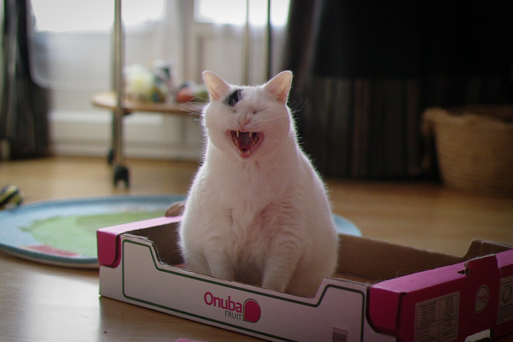 爱游戏平台体验-博卡青年新秀球员表现亮眼，博卡青年培养出的球星