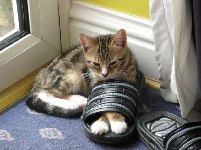 四川金强球员心态调整有效,四川金强球迷协会微博