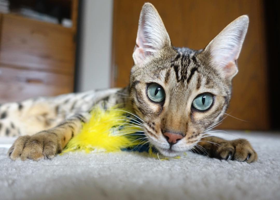 塞尔提克赢得惊险胜利，打败篮网保持领先，赛尔提找回头了吗