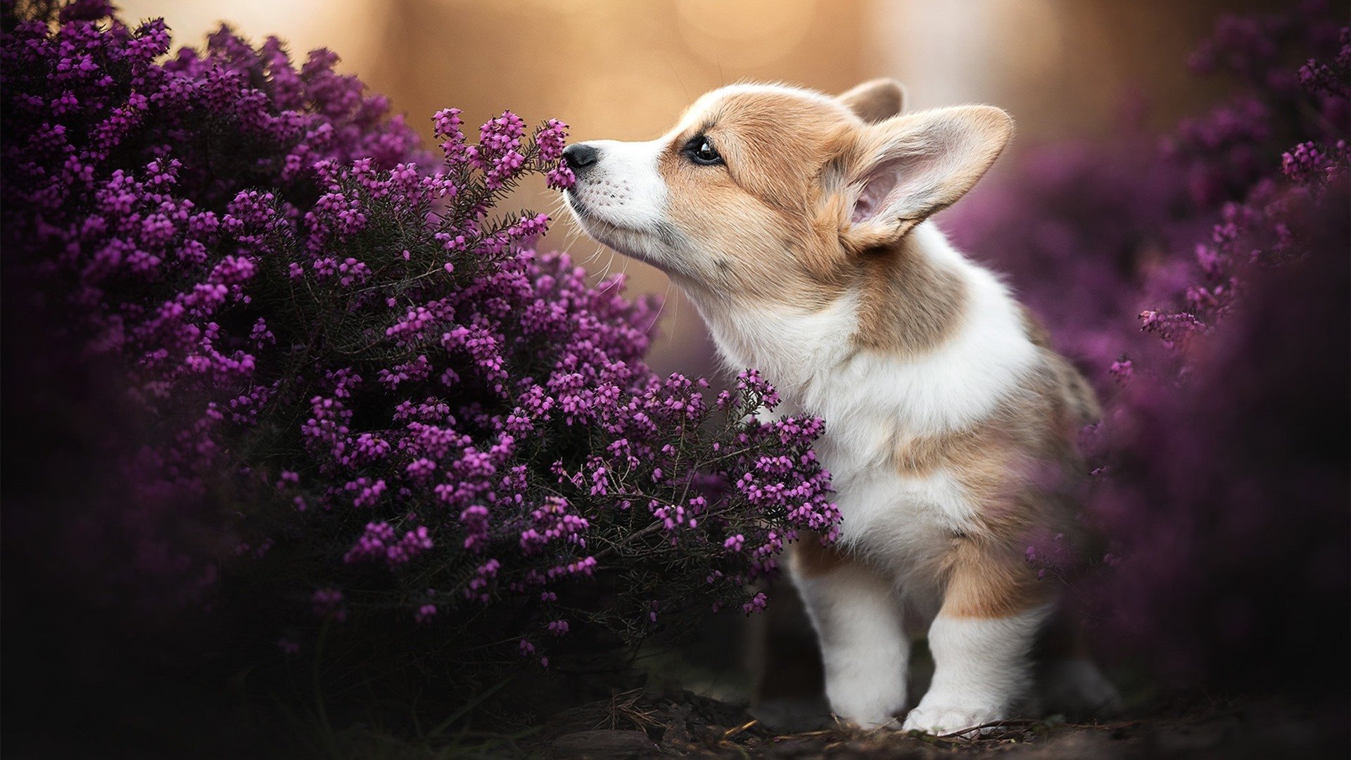 ayx-体育产业国际合作项目，体育产业国际合作项目有哪些