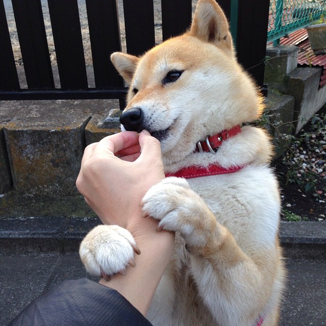 全国登山挑战赛千人攀登玉龙雪山，玉龙雪山攀岩